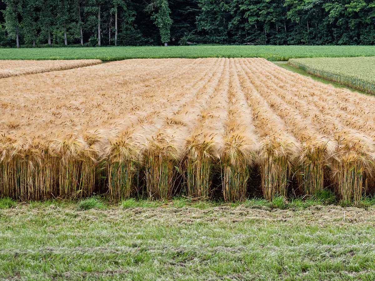 CRF_Personen_Wambergen_Versuch_d0_kw_P7065683