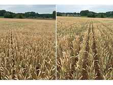 Bestandesbilder-vom-10072025