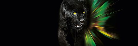 KBM08872_AMAZONE_Bildretusche_Black_Pantera_d1_190821